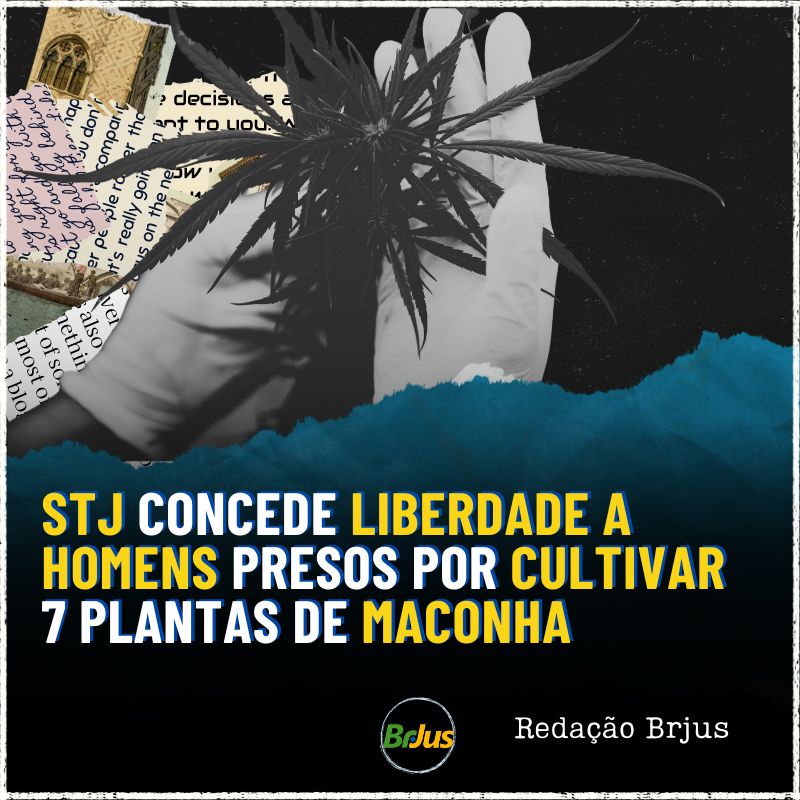 STJ concede liberdade a homens presos por cultivar 7 plantas de maconha 